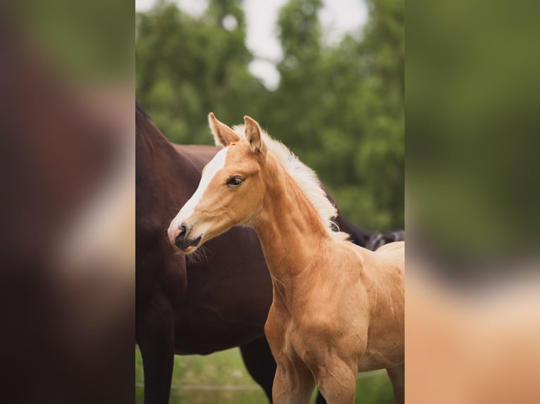 KWPN Stallion 1 year 16.2 hh Palomino in Klijndijk