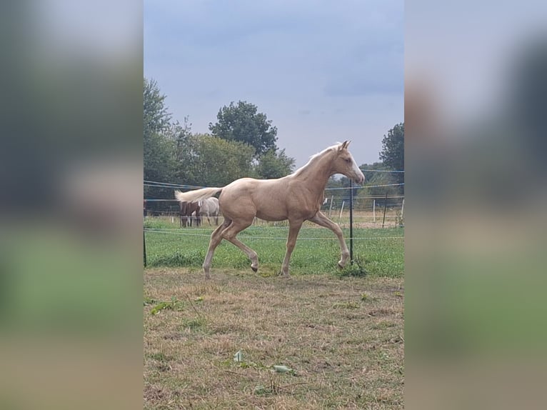KWPN Stallion 1 year 16.2 hh Palomino in Klijndijk