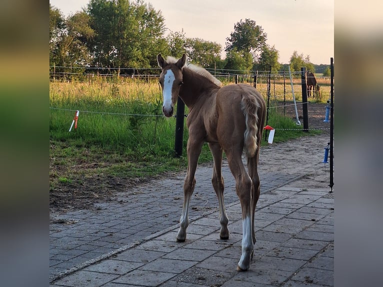 KWPN Stallion 1 year 16.2 hh Palomino in Klijndijk