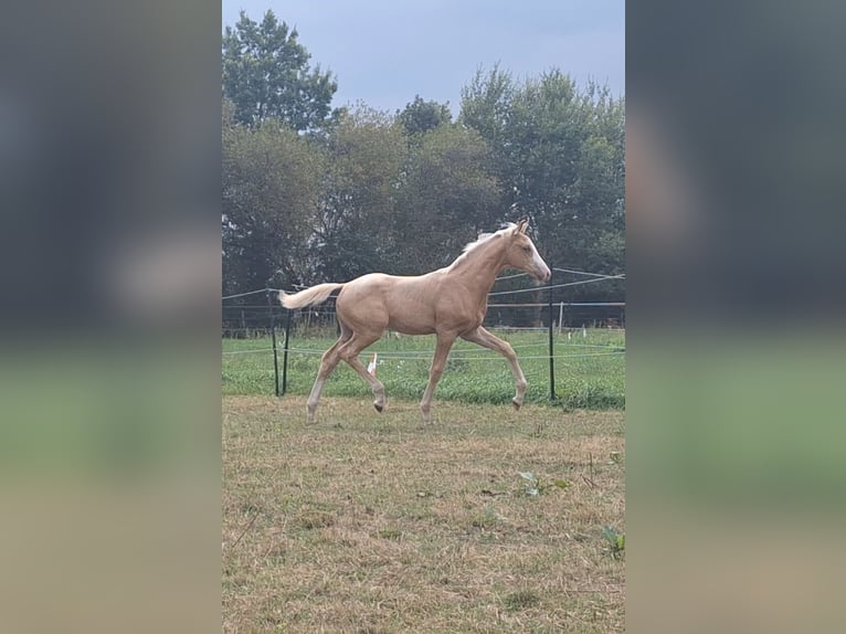 KWPN Stallion 1 year 16.2 hh Palomino in Klijndijk