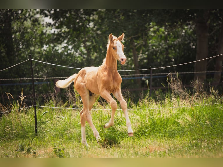KWPN Stallion 1 year 16.2 hh Palomino in Klijndijk
