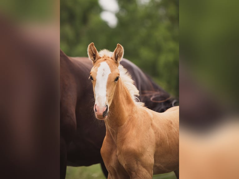 KWPN Stallion 1 year 16.2 hh Palomino in Klijndijk