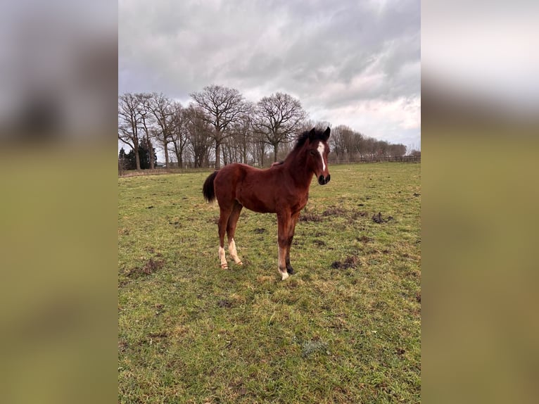 KWPN Mix Stallion 1 year 16 hh Brown in Wehl