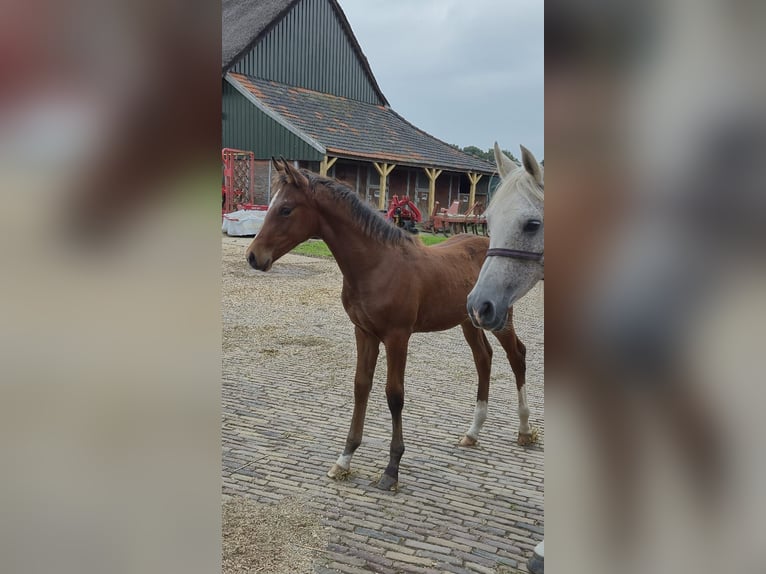 KWPN Mix Stallion 1 year 16 hh Brown in Wehl