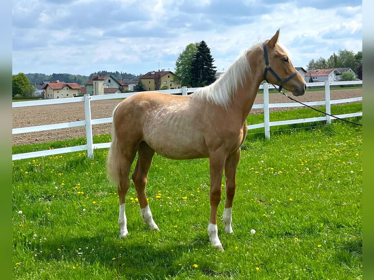 KWPN Stallion 1 year 16 hh Palomino in Zell an der Pram