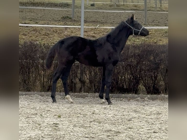 KWPN Stallion 1 year 16,1 hh Black in Zell an der Pram