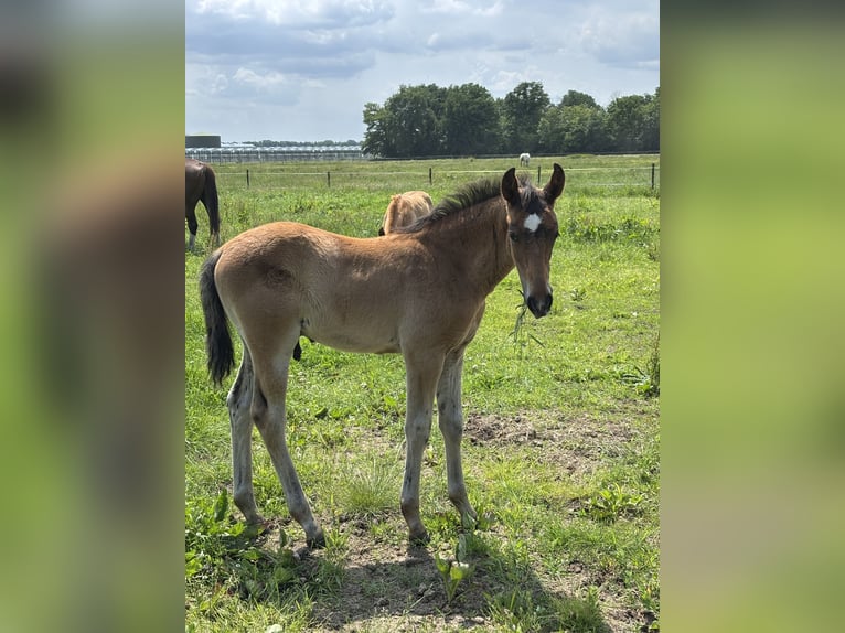 KWPN Stallion 1 year 16,2 hh Brown in Maasbree
