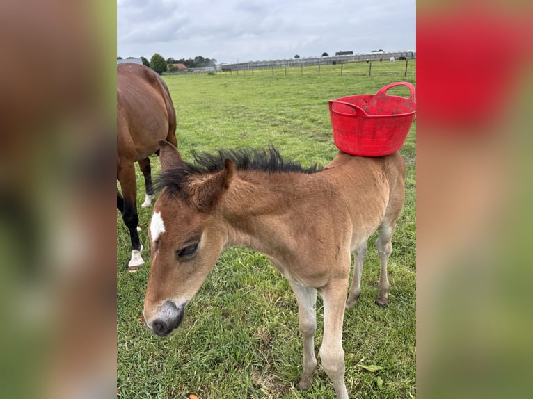 KWPN Stallion 1 year 16,2 hh Brown in Maasbree