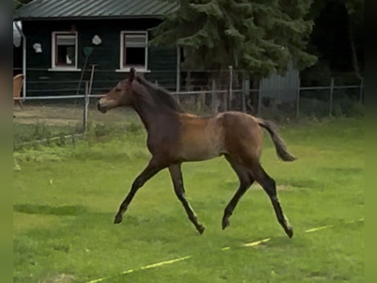KWPN Stallion 1 year 16,2 hh Brown in Maasbree