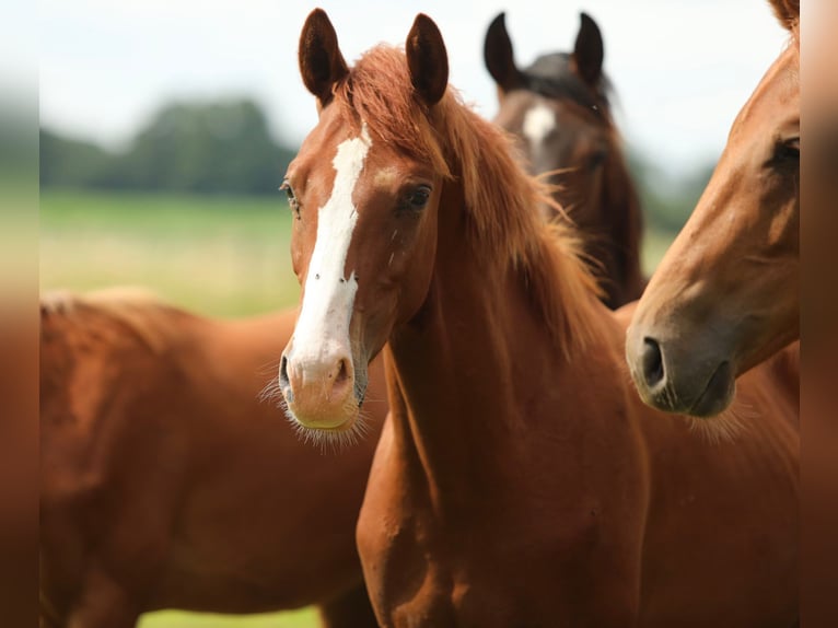 KWPN Stallion 1 year 16,2 hh Chestnut-Red in Aalten