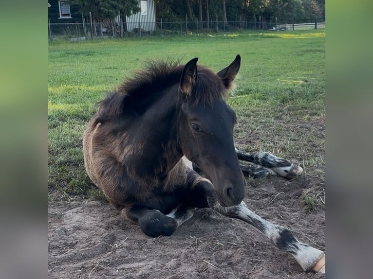 KWPN Stallion 1 year 16,2 hh  in Maasbree