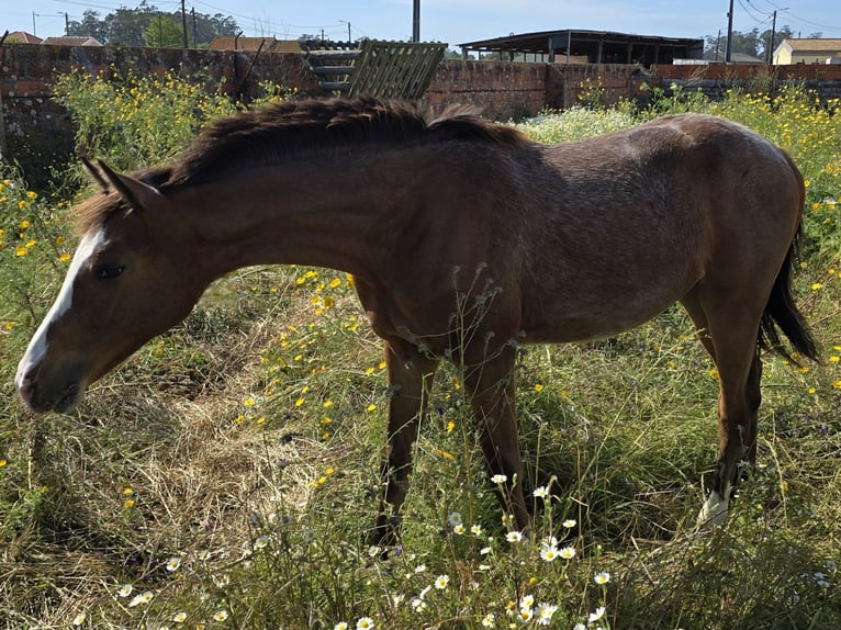 KWPN Stallion 1 year 16,2 hh Leopard-Piebald in Murtosa