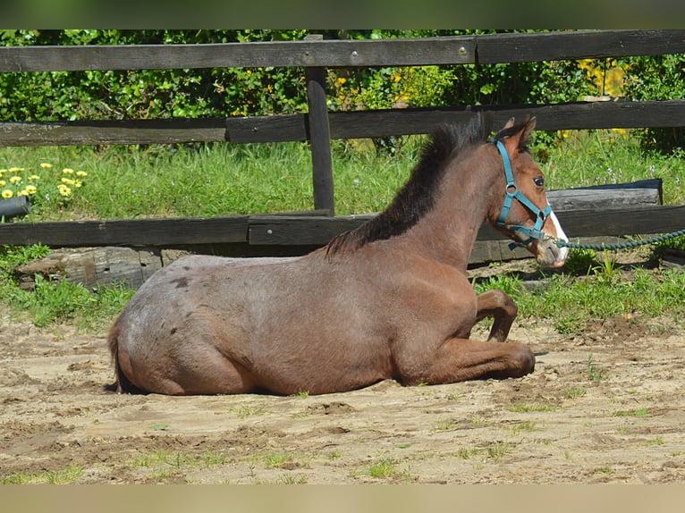KWPN Stallion 1 year 16,2 hh Leopard-Piebald in Murtosa