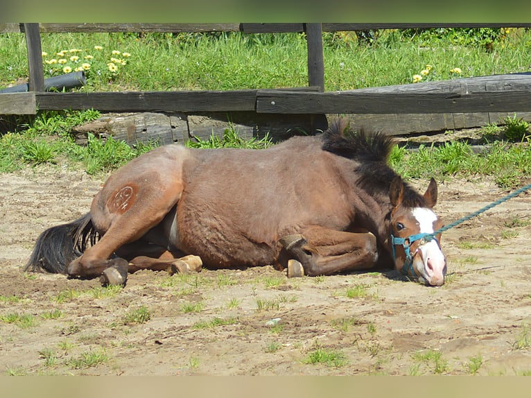 KWPN Stallion 1 year 16,2 hh Leopard-Piebald in Murtosa