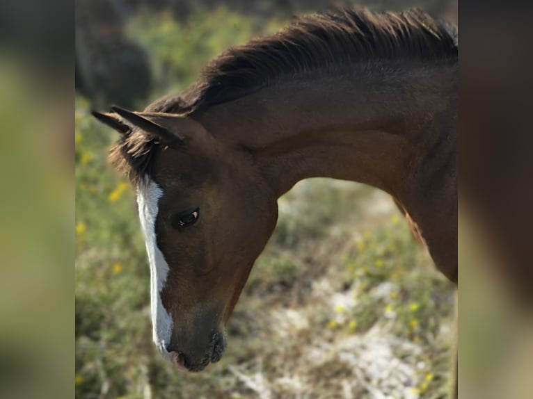 KWPN Stallion 1 year 16,2 hh Leopard-Piebald in Murtosa