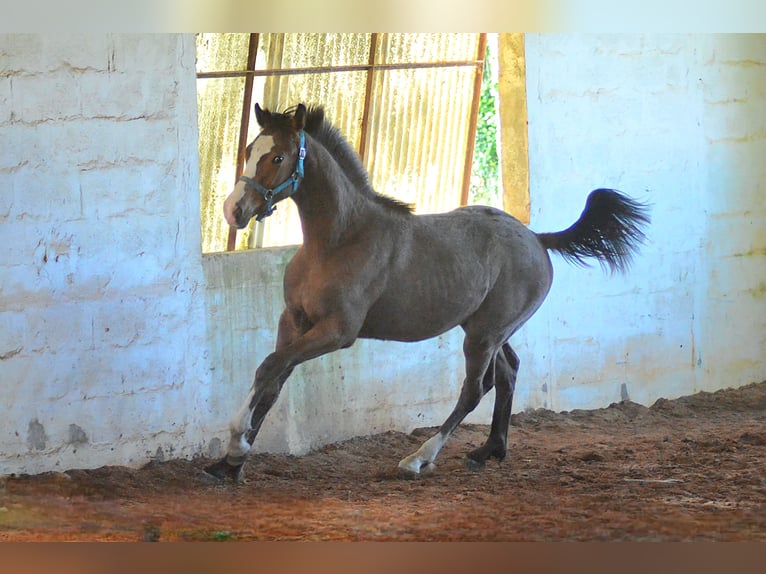 KWPN Stallion 1 year 16,2 hh Leopard-Piebald in Murtosa