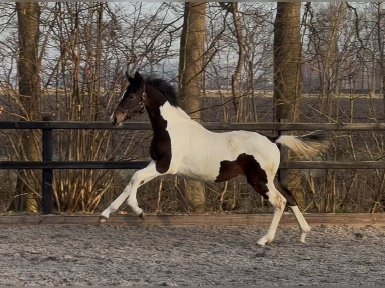 KWPN Stallion 1 year 16,2 hh Pinto in Siddeburen