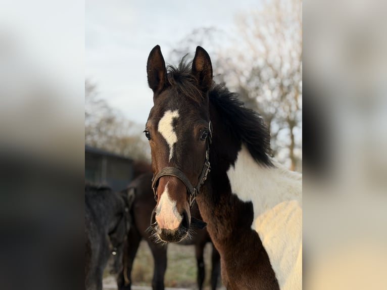 KWPN Stallion 1 year 16,2 hh Pinto in Siddeburen