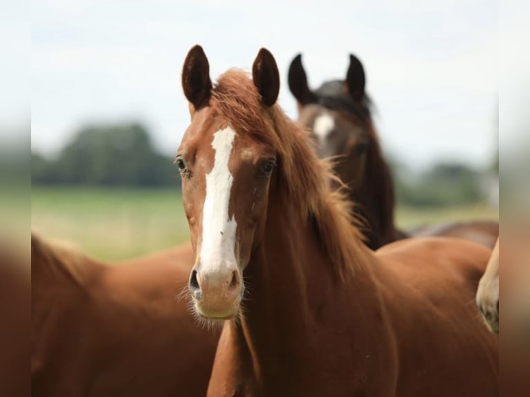 KWPN Stallion 1 year 16,2 hh Sorrel in Aalten