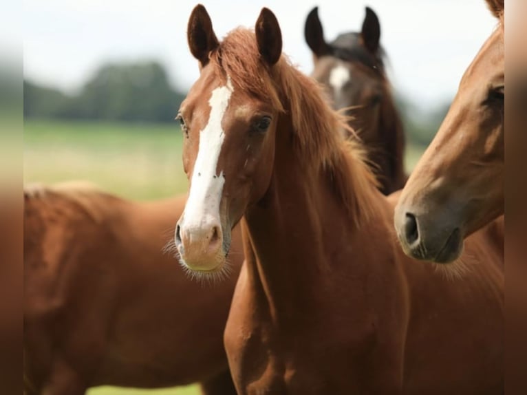 KWPN Stallion 1 year 16,2 hh Sorrel in Aalten