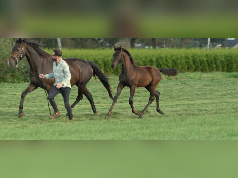 KWPN Stallion 1 year 16,3 hh Smoky-Black in Diessen