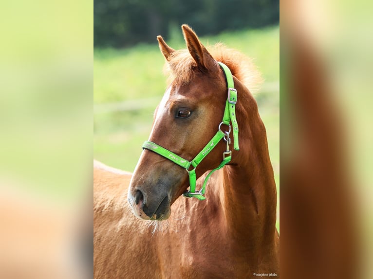 KWPN Stallion 1 year 17 hh Chestnut-Red in Wezup