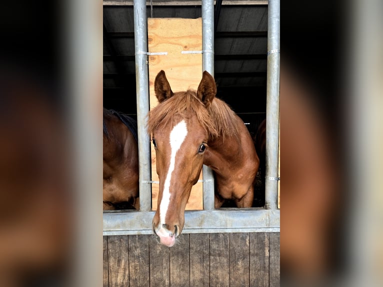 KWPN Stallion 1 year 17 hh Chestnut-Red in Wezup