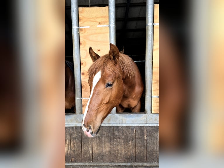 KWPN Stallion 1 year 17 hh Chestnut-Red in Wezup