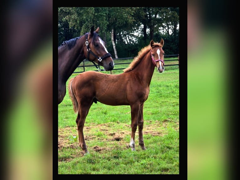 KWPN Stallion 1 year 17 hh Chestnut-Red in Wezup
