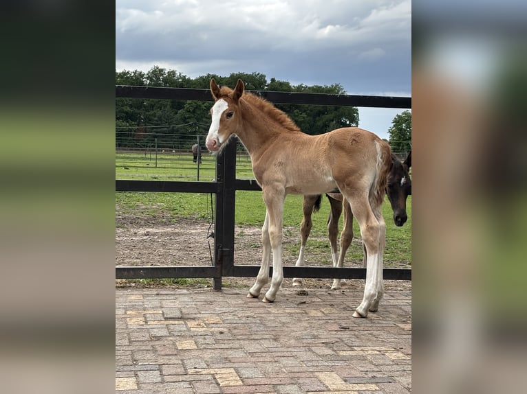 KWPN Stallion 1 year 17 hh Chestnut-Red in Maasbree