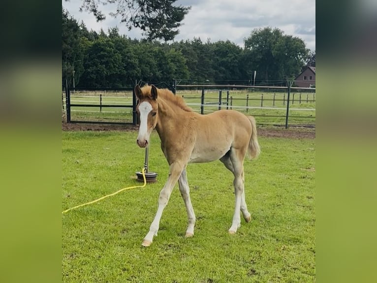 KWPN Stallion 1 year 17 hh Chestnut-Red in Maasbree
