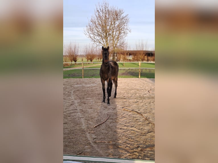 KWPN Stallion 1 year 17 hh Smoky-Black in Linschoten