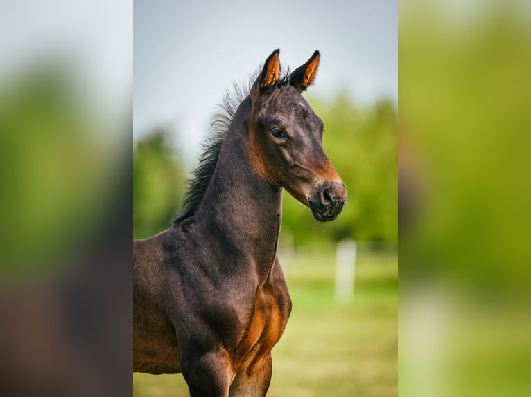 KWPN Stallion 1 year 17 hh Smoky-Black in Linschoten