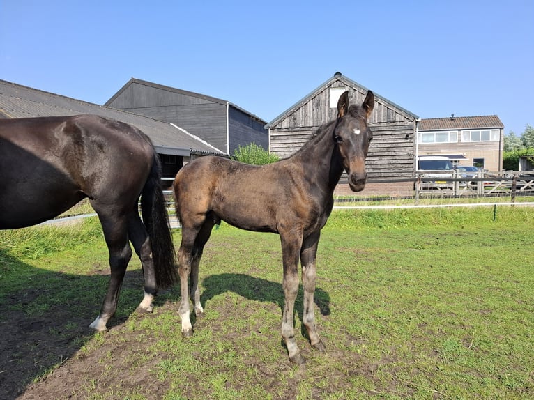 KWPN Stallion 1 year Bay-Dark in Muiderberg