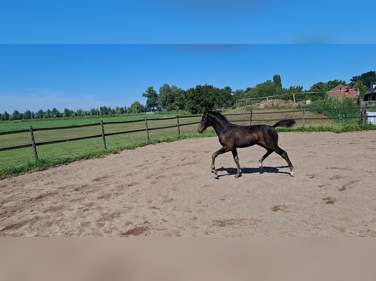 KWPN Stallion 1 year Bay-Dark in Muiderberg