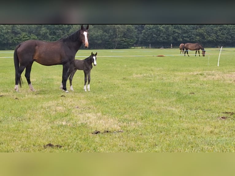 KWPN Stallion 1 year Bay-Dark in Dwingeloo