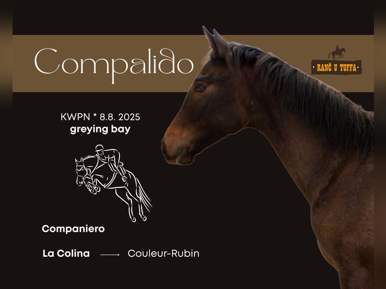 KWPN Stallion 1 year Bay in Holešov