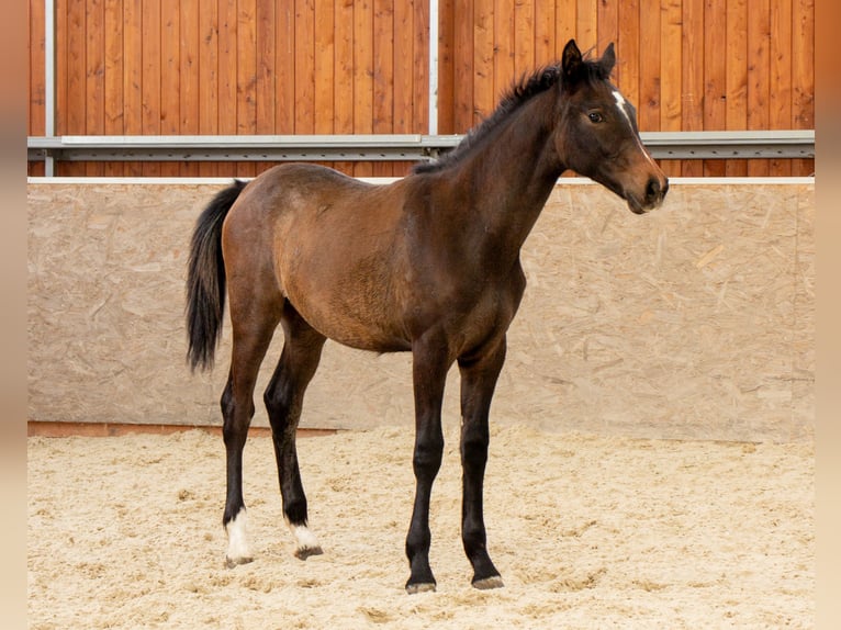KWPN Stallion 1 year Bay in Holešov