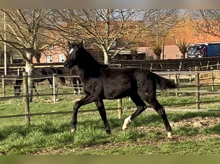 KWPN Stallion 1 year Black in Bedburg-Hau