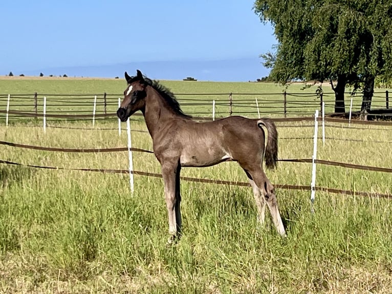 KWPN Stallion 1 year Black in Bedburg-Hau
