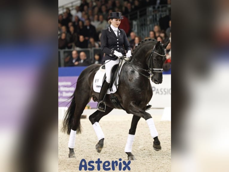 KWPN Stallion 1 year Black in Siddeburen