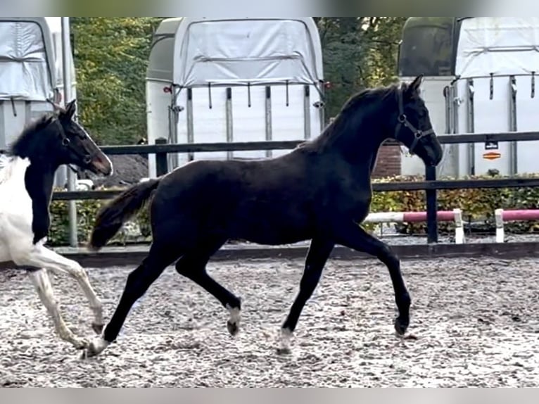 KWPN Stallion 1 year Black in Siddeburen