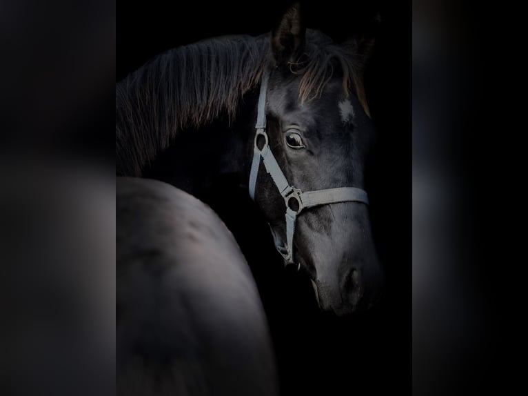 KWPN Stallion 1 year Black in Siddeburen