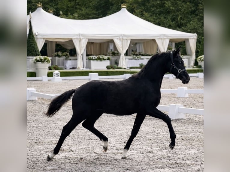 KWPN Stallion 1 year Black in Siddeburen