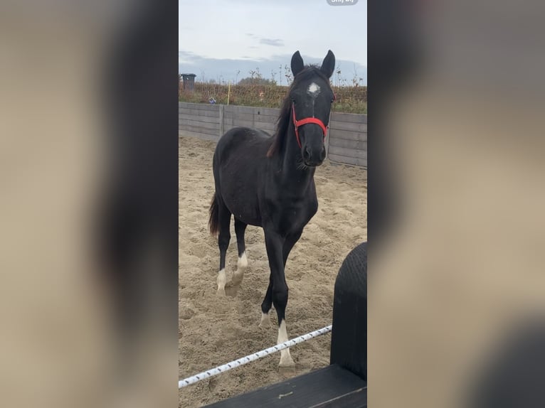 KWPN Stallion 1 year Black in Rockanje