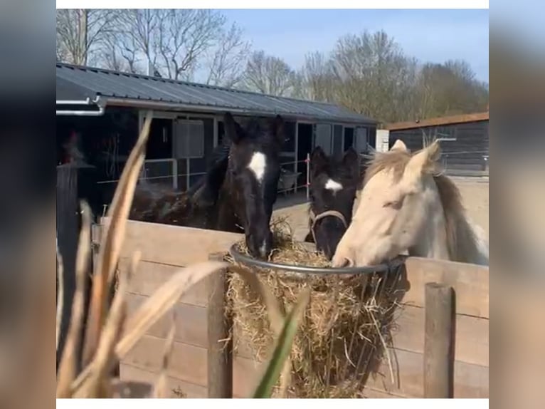 KWPN Stallion 1 year Black in Rockanje