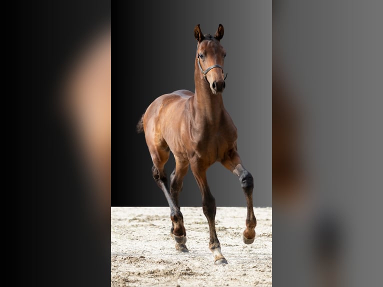 KWPN Stallion 1 year Brown in Mill