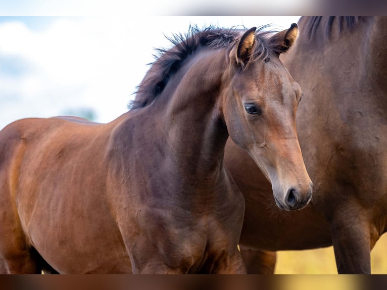 KWPN Stallion 1 year Brown in Mill