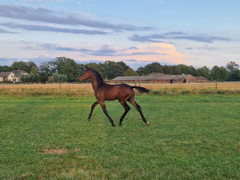 KWPN Stallion 1 year Brown in Hengelo (Gld)