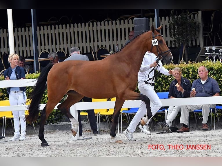 KWPN Stallion 1 year Brown in Hengelo (Gld)
